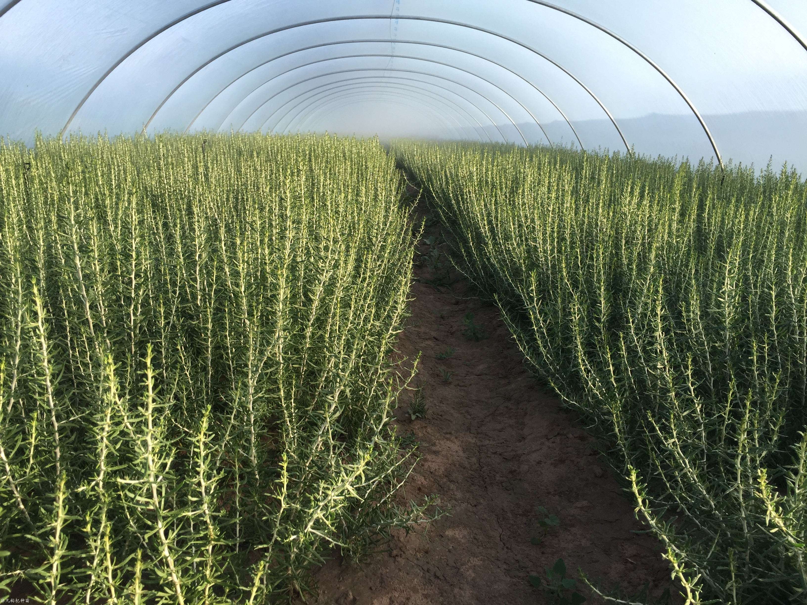 非凡一号精品黑枸杞嫩枝基地