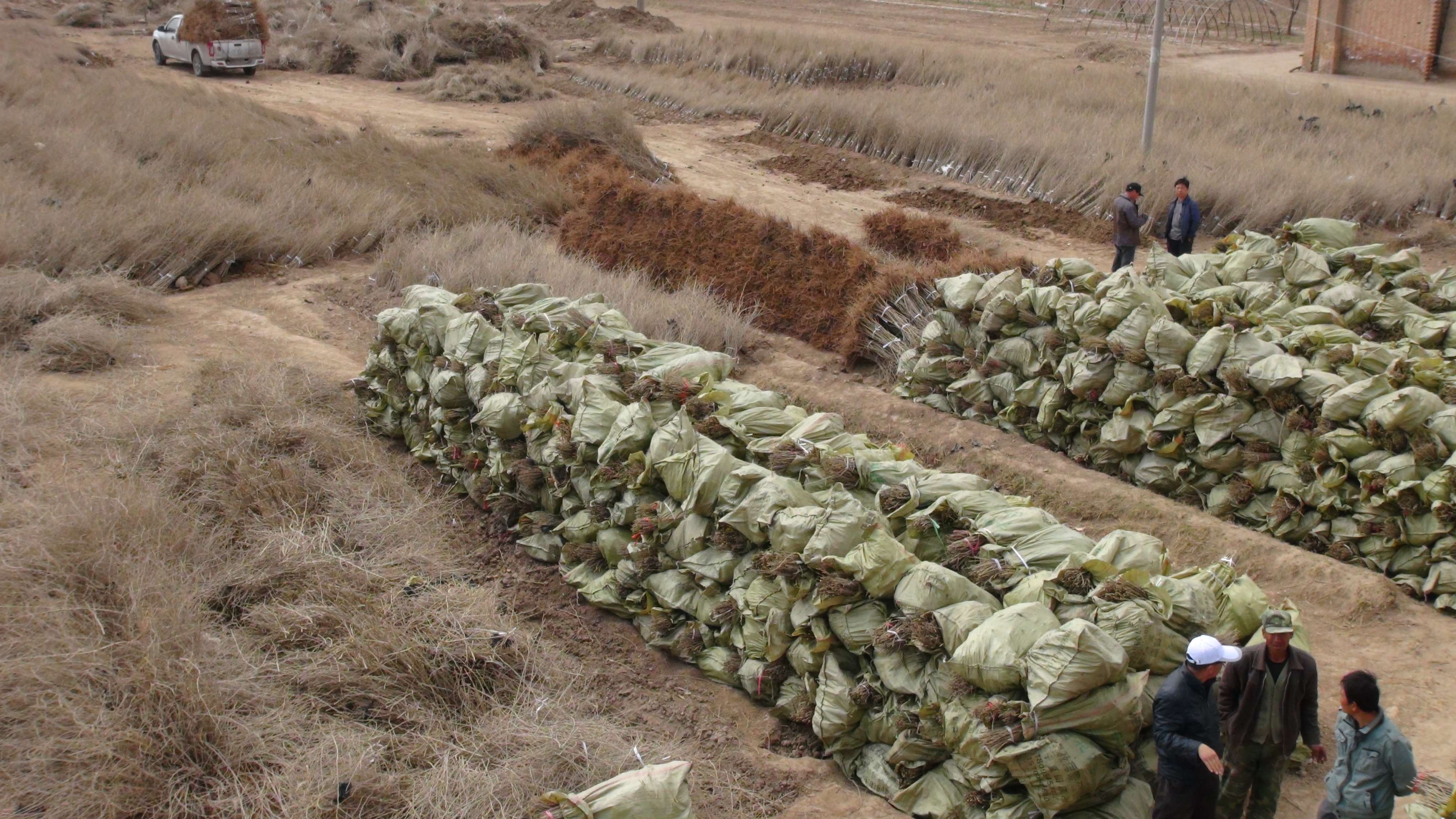 等待运输的枸杞苗木