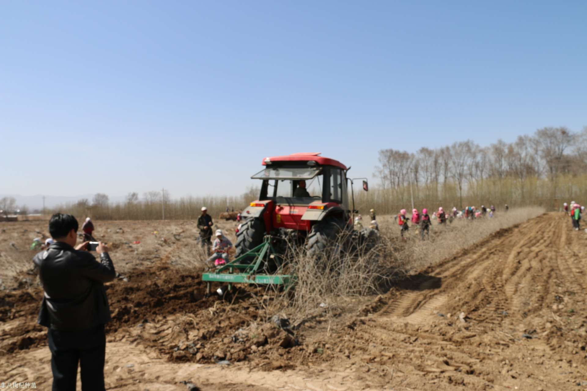 春季使用大型机械起苗